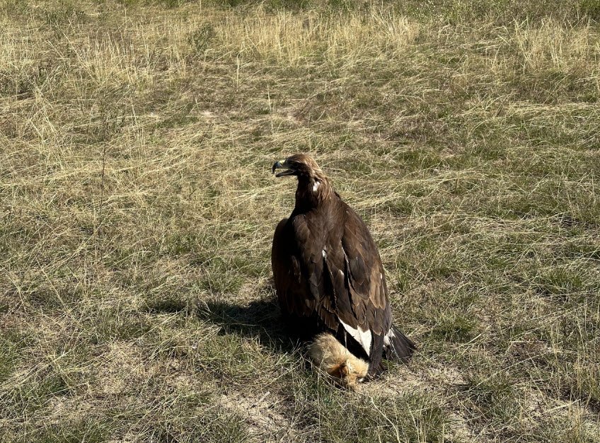 Bokonbayevo Village (Eagle Hunting), Issyk-Kul Region, Kyrgyzstan